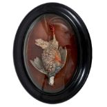 19th century French bisque trophy figure of a French partridge in oval domed case