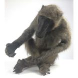 Baboon (Papio hamadryas ursinus) full mount sat cross-legged with outstretched arms. 51cm high