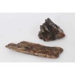 A woolly mammoth molar tooth and a segment of mammoth tusk, discovered on the North Sea bed (2)