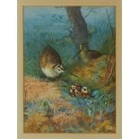 Archibald Thorburn (1860-1935) watercolour - Woodcock Family, signed, in glazed frame