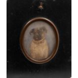 19th century portrait miniature of a pet pug, in papier mâché frame