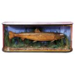 Large preserved salmon within a naturalistic setting in glazed wrap-around case, 120 x 53cm