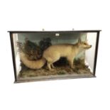 Edwardian fox within naturalistic setting, full mount in glazed case