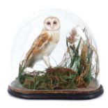 Early 20th century Barn Owl within a naturalistic setting under glass dome, 42cm high x 51cm wide x