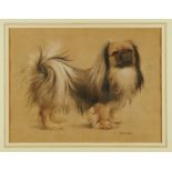 Maurice Clarke (1875-?) charcoal and pastel - Pekingese, signed, 31cm x 41cm, in glazed frame NB: