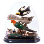Display of various Australian birds within a naturalistic setting of flowers and shells under a glas