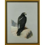 John Frank Haywood (1936-1991) watercolour, Black eagle,