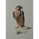 John Frank Haywood (1936-1991) watercolour, Falcon, signed, 47 x 33cm, glazed frame