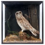 Short-eared owl on perch within a naturalistic setting in glazed case, 46.5cm x 46cm