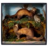 Pair of Ferrets feeding on a rabbit within a naturalistic setting in glazed case, bearing label for