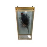 Melanistic Pheasant perched on a branch with painted background in a wall mounted glazed case. Gilt