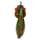 Impressive stuffed Peacock perched on a dry tree stump on a shield shaped oak wall mount, 190cm over