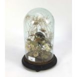 Kingfisher within a naturalistic setting under a glass dome, 28cm high