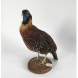 Temminck's Tragopan Pheasant mounted on a circular wooden base, 43cm high x 27cm wide overall