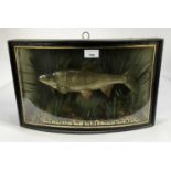 Preserved Dace within a naturalistic setting in glazed bow front case, caught by H. J. Willman at Bu