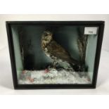 Fieldfare within a naturalistic winter setting in glazed case, 23.5cm x 30cm