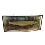 Large preserved Pike within a naturalistic setting in a glazed bow front case