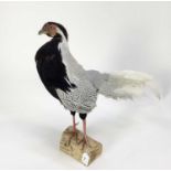 Silver Pheasant mounted on a wood perch, 51cm high x 67cm wide overall