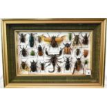 Glazed display of insects arachnids and beetles, 36 x 41cm