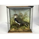 Lapwing within a naturalistic setting in glazed case (a.f.), 35.5cm x 34.5cm