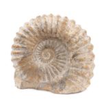 Large specimen Ammonite fossil