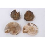 Two small ammonite fossils and two trilobite fossils (4)