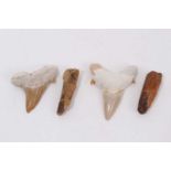 Two fossilised shark teeth and two fossilised dinosaur teeth (4)