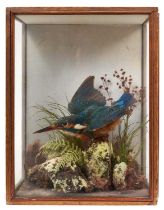 Early 20th century Kingfisher in naturalistic setting and glazed case, 29cm high x 23cm wide x 13.5c