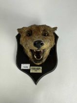 1940s Spicer & Sons Fox mask on oak shield, 'Spooner's Harriers, Denham Bridge, 1945'