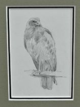 *John Cyril Harrison (1898-1985) three pencil sketches of Birds of Prey, two framed as one, 11cm x 1