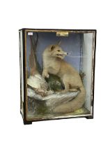 Edwardian glazed case containing a fox with a pheasant, upon a rock, inscribed verso and bearing lat