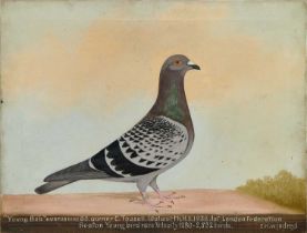 *Edward Henry Windred (1875-1953) oil on canvas - a Racing Pigeon, titled ''Young Bob'' NURP38WHC 83
