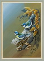 Terance James Bond (1946-2023) gouache - Pair of Blue Tits on a Branch, signed and dated '73, 34cm x