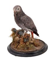Late Victorian / Edwardian African Grey Parrot perched on a branch, on circular ebonised base, beari