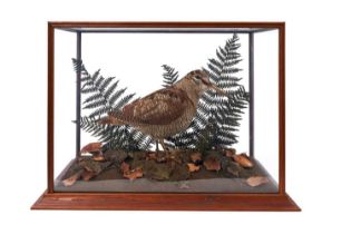 Woodcock within naturalistic setting in glazed case, 34cm high x 48.5cm wide x 25.5cm deep