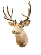 Red Stag, full head and neck mount with antlers, for wall mounting, approximately 125cm high