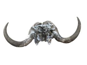 Musk Ox (Ovibos Moschatus) skull and horns, unmounted, 58cm wide