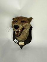 1940s Spicer & Sons Fox mask on oak shield, 'South Hertfordshire, Trebandy Gate, 1947'