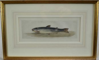 E. Bell, English School watercolour - The Salmon, signed and dated 1845, inscribed, 9.5cm x 24cm, in