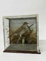 Early 20th century Fieldfare in naturalistic setting and glass case, 26cm high x 26cm wide x 12cm de