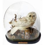 A 19th Century taxidermy short eared owl mounted in a naturalistic setting and set on flattened