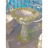 A 70cm high concrete pedestal birdbath with lobed bowl, set on a pedestal base with floral