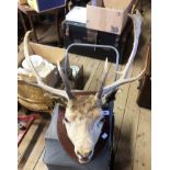 A taxidermy deer head and antlers with glass eyes, mounted on wooden shield plinth