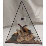 A 20th Century triangular glass case set with a display of three butterflies