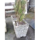 A pair of tall rectangular form garden pots with planted leylandii