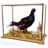 A taxidermy model of a black grouse in glazed wooden case, set on sympathetic grass and heather