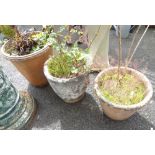 A concrete planter - sold with two terracotta similar - all planted with shrubs