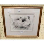 Ludlow: a gilt framed small format monochrome print entitled 'White Dorkings'