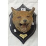 A Rowland Ward Limited taxidermy Fox mask set on ebonised wood shield with label for "House