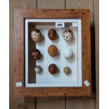 A modern set of reproduction painted composition British bird of prey eggs, set in a box frame